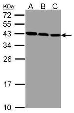 ZWINT Antibody in Western Blot (WB)