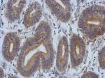 DCBLD2 Antibody in Immunohistochemistry (Paraffin) (IHC (P))