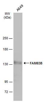 FAM83B Antibody in Western Blot (WB)