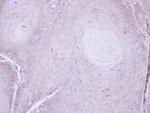 C16orf62 Antibody in Immunohistochemistry (Paraffin) (IHC (P))