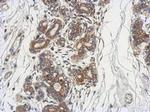 DCUN1D4 Antibody in Immunohistochemistry (Paraffin) (IHC (P))