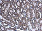 AGK Antibody in Immunohistochemistry (Paraffin) (IHC (P))