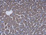 AGK Antibody in Immunohistochemistry (Paraffin) (IHC (P))