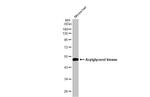 AGK Antibody in Western Blot (WB)