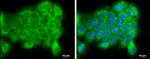 PI4KA Antibody in Immunocytochemistry (ICC/IF)