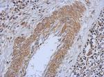 PI4KA Antibody in Immunohistochemistry (Paraffin) (IHC (P))