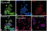 Syk Antibody in Immunocytochemistry (ICC/IF)