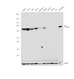 Syk Antibody in Western Blot (WB)