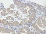 DAPP1 Antibody in Immunohistochemistry (Paraffin) (IHC (P))