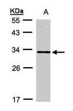 DAPP1 Antibody in Western Blot (WB)