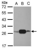 Adenylate Kinase 4 Antibody in Western Blot (WB)