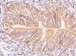 MAPK15 Antibody in Immunohistochemistry (Paraffin) (IHC (P))