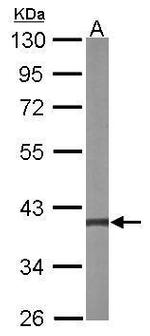 MEK3 Antibody in Western Blot (WB)