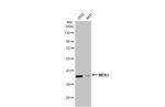 MEK3 Antibody in Western Blot (WB)