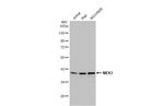 MEK3 Antibody in Western Blot (WB)