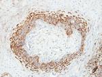 CKMT2 Antibody in Immunohistochemistry (Paraffin) (IHC (P))