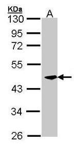 CKMT2 Antibody in Western Blot (WB)