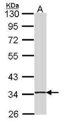 SKAP55 Antibody in Western Blot (WB)