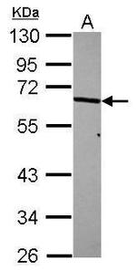 p70 S6 Kinase Antibody in Western Blot (WB)