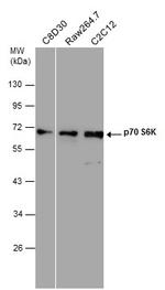 p70 S6 Kinase Antibody in Western Blot (WB)