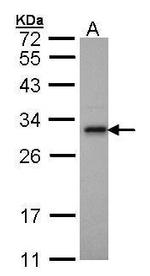 Adenylate Kinase 2 Antibody in Western Blot (WB)