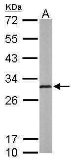 Adenylate Kinase 2 Antibody in Western Blot (WB)