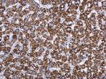 Adenylate Kinase 2 Antibody in Immunohistochemistry (Paraffin) (IHC (P))