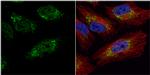 PGK1 Antibody in Immunocytochemistry (ICC/IF)