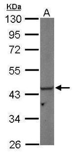 PGK1 Antibody in Western Blot (WB)