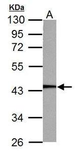 PGK1 Antibody in Western Blot (WB)