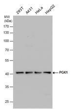 PGK1 Antibody in Western Blot (WB)