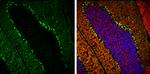 PKC gamma Antibody in Immunohistochemistry (Frozen) (IHC (F))