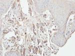 PKC gamma Antibody in Immunohistochemistry (Paraffin) (IHC (P))