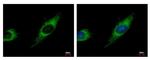 TBRG4 Antibody in Immunocytochemistry (ICC/IF)