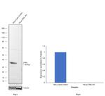 CrkL Antibody