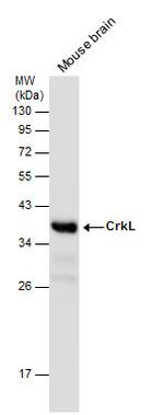 CrkL Antibody in Western Blot (WB)