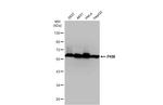 PKM2 Antibody in Western Blot (WB)