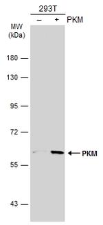 PKM2 Antibody in Western Blot (WB)