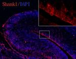 SHANK1 Antibody in Immunohistochemistry (Frozen) (IHC (F))