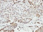 SHANK1 Antibody in Immunohistochemistry (Paraffin) (IHC (P))