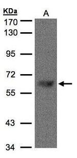 TBL1X Antibody in Western Blot (WB)