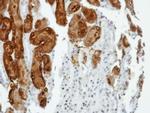 Anillin Antibody in Immunohistochemistry (Paraffin) (IHC (P))