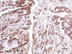 GPR30 Antibody in Immunohistochemistry (Paraffin) (IHC (P))