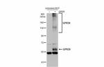 GPR30 Antibody in Western Blot (WB)