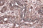 c-Raf Antibody in Immunohistochemistry (Paraffin) (IHC (P))