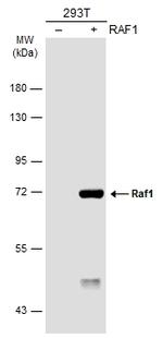 c-Raf Antibody in Western Blot (WB)