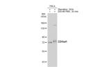 c-Raf Antibody in Western Blot (WB)