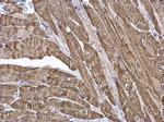 CKMT2 Antibody in Immunohistochemistry (Paraffin) (IHC (P))