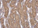 CoA Synthase Antibody in Immunohistochemistry (Paraffin) (IHC (P))