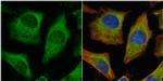 PKM2 Antibody in Immunocytochemistry (ICC/IF)